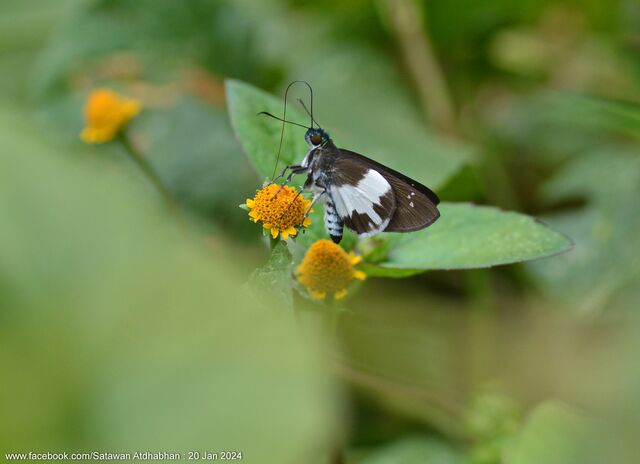 Acerbas anthea anthea