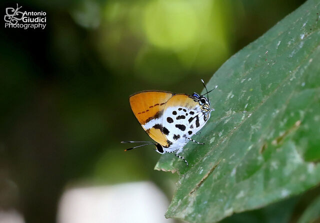 Araotes lapithis arianus