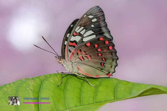 Euthalia lubentina lubentina