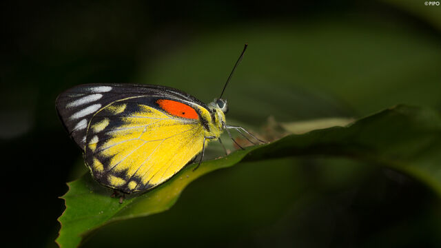 Delias descombesi eranthos