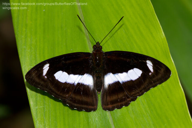 Athyma zeroca galaesus