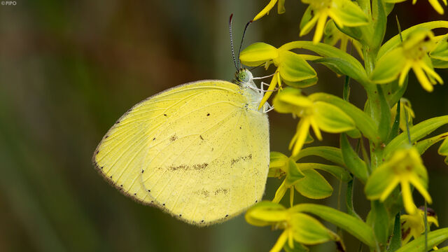 Eurema laeta pseudolaeta