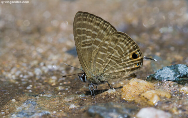 Nacaduba pactolus continentalis