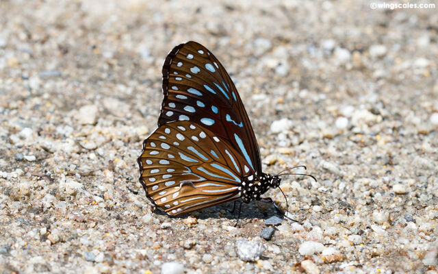 Tirumala septentrionis septentrionis