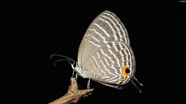 Jamides celeno aelianus