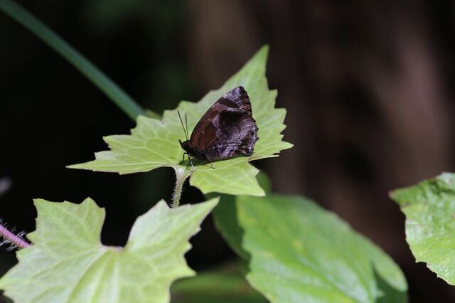 Flos anniella artegal