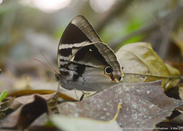 Thaumantis odana pishuna