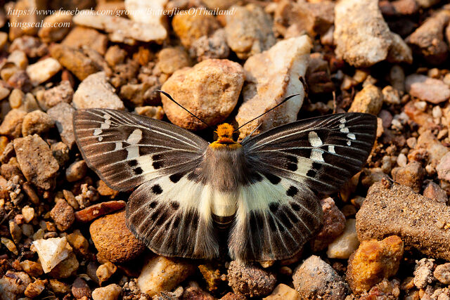 Gerosis bhagava bhagava