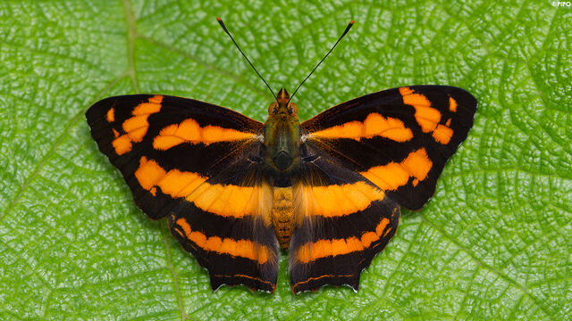 Symbrenthia lilaea lilaea