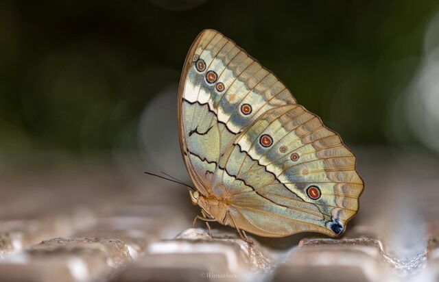 Stichophthalma mathilda ssp.