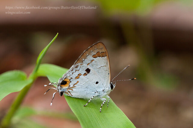 Hypolycaena othona othona
