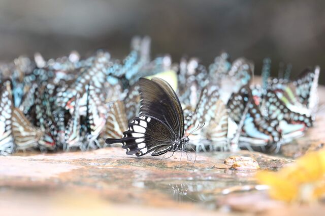 Papilio prexaspes pitmani