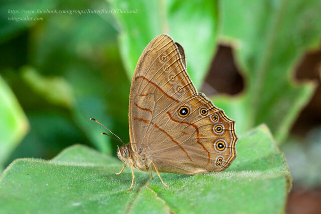 Lethe latiaris perimele