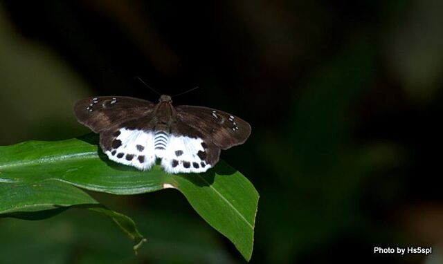 Tagiades cohaerens cynthia