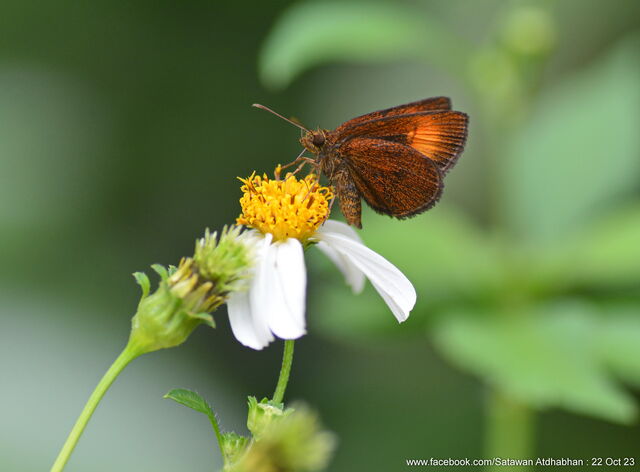 Idmon obliquans obliquans