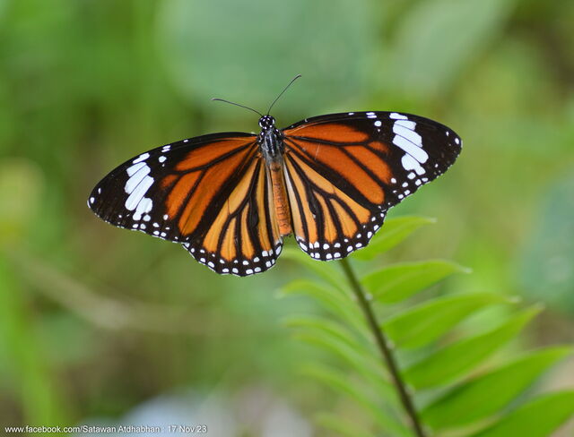 Danaus genutia genutia
