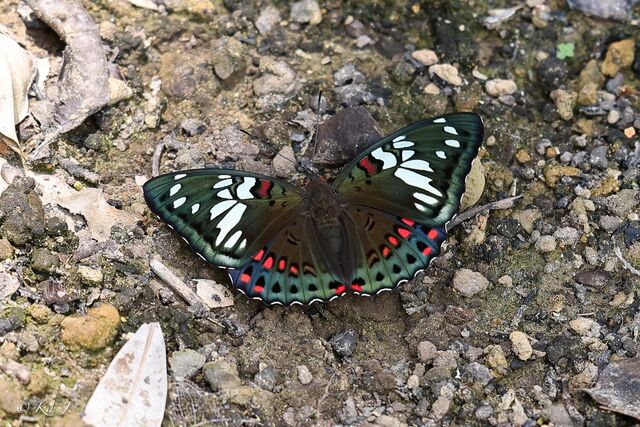 Euthalia lubentina lubentina