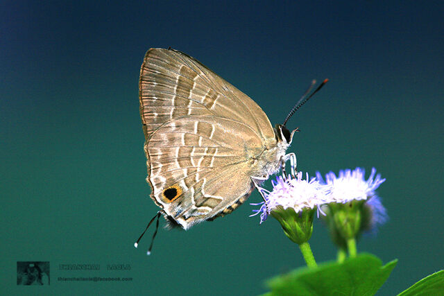 Deudorix epijarbas epijarbas