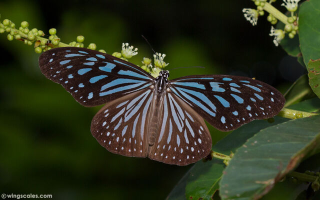 Ideopsis vulgaris contigua