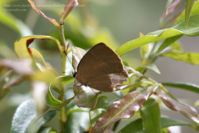 Tajuria yajna ellisi