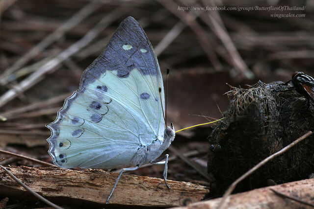 Helcyra hemina hemina