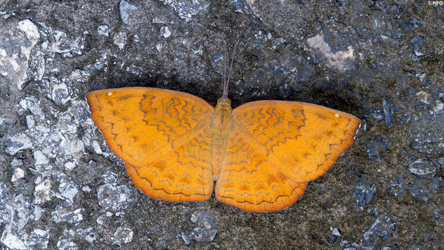 Ariadne merione tapestrina