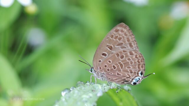 Arhopala opalina azata
