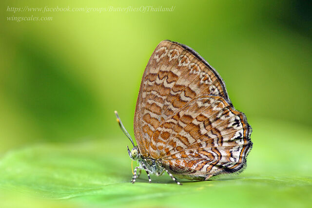 Poritia sumatrae sumatrae