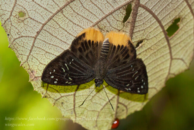 Mooreana trichoneura trichoneura