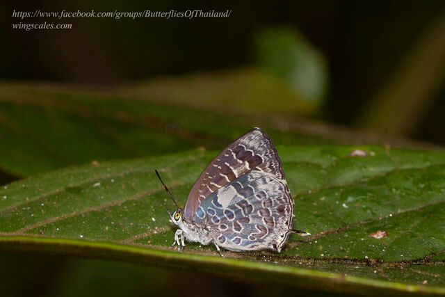 Arhopala birmana birmana