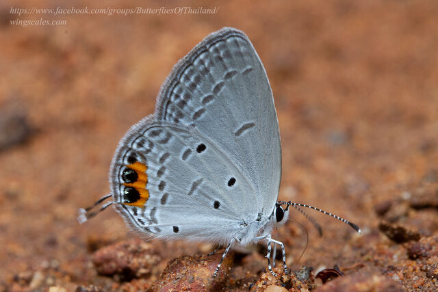 Cupido lacturnus rileyi