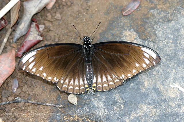 Papilio clytia clytia