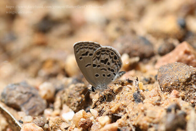 Chilades lajus lajus