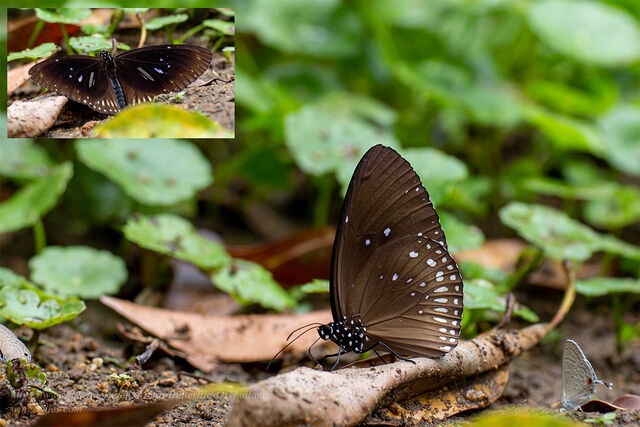 Euploea midamus chloe