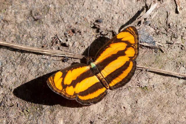 Pantoporia paraka paraka