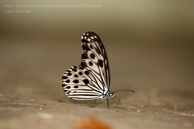 Ideopsis gaura perakana