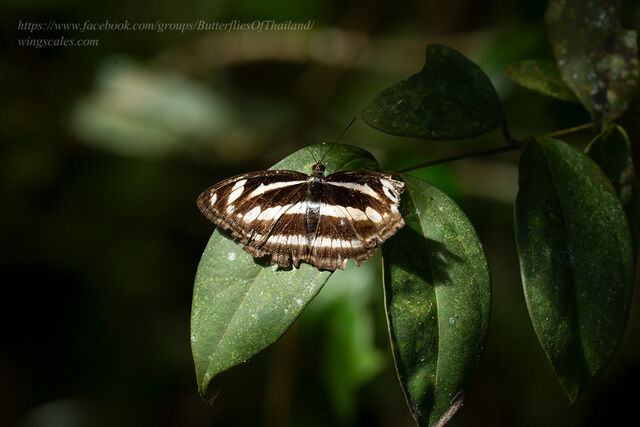 Athyma cama thailandica