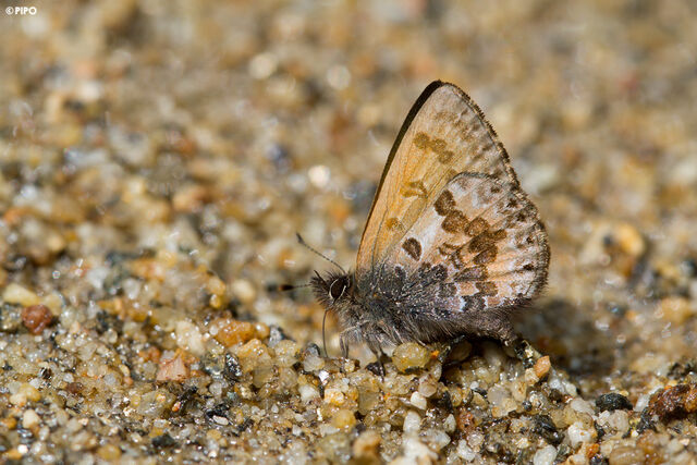 Orthomiella rantaizana rovorea