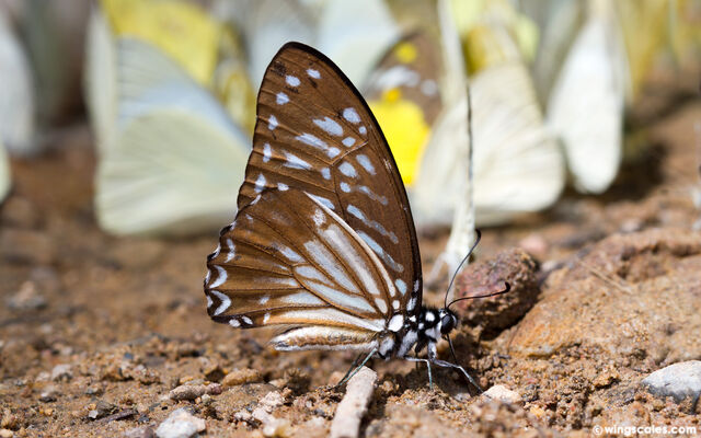 Graphium macareus indochinensis