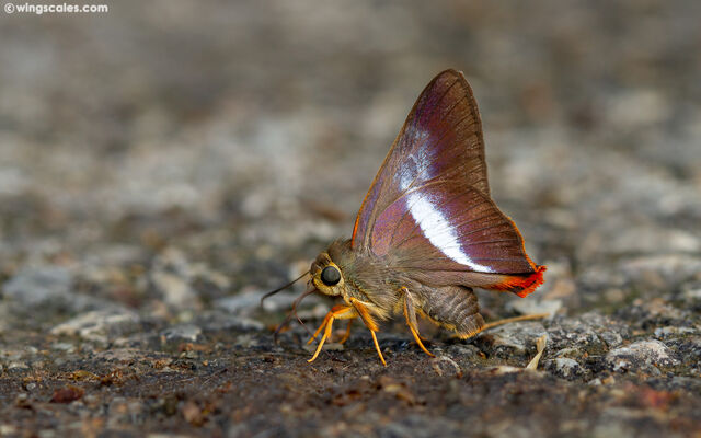 Bibasis sena (transition zone of sena and uniformis)