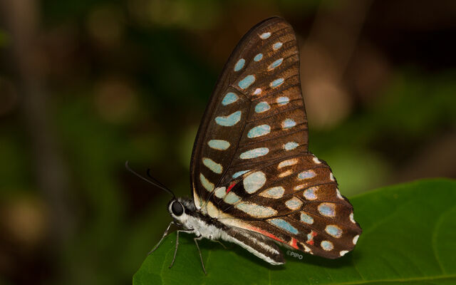 Graphium arycles arycles