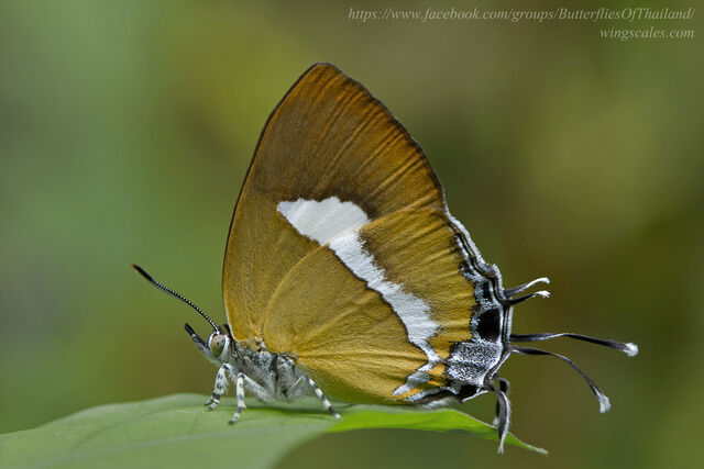 Horaga syrinx moulmeina