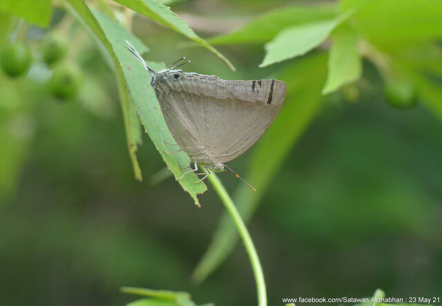 Purlisa gigantea gigantea
