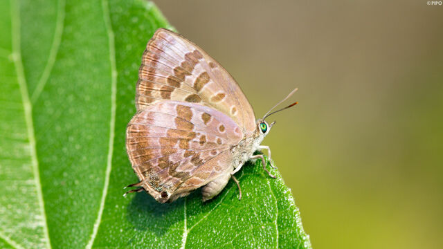 Arhopala agaba agaba