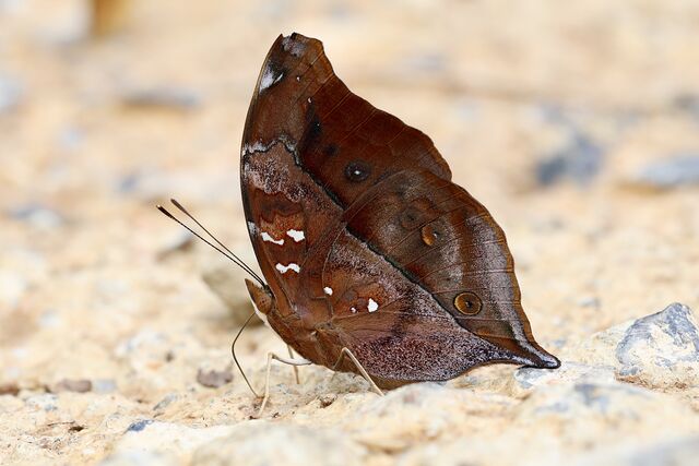 Doleschallia bisaltide siamensis