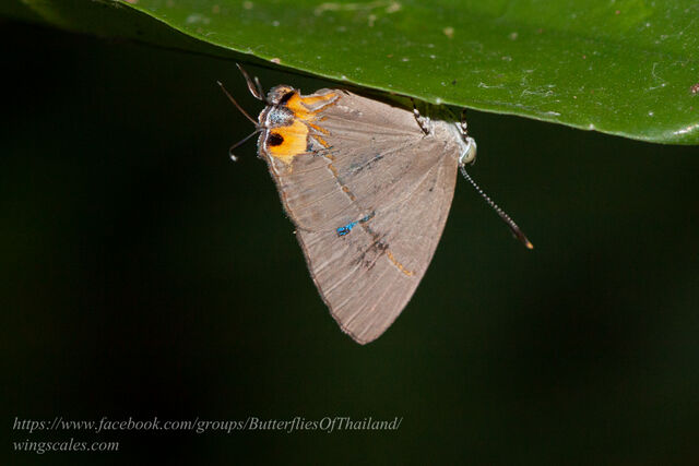 Britomartis cleoboides viga