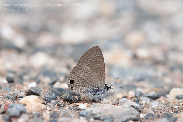 Prosotas noreia hampsoni