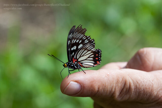 Euripus consimilis eurinus