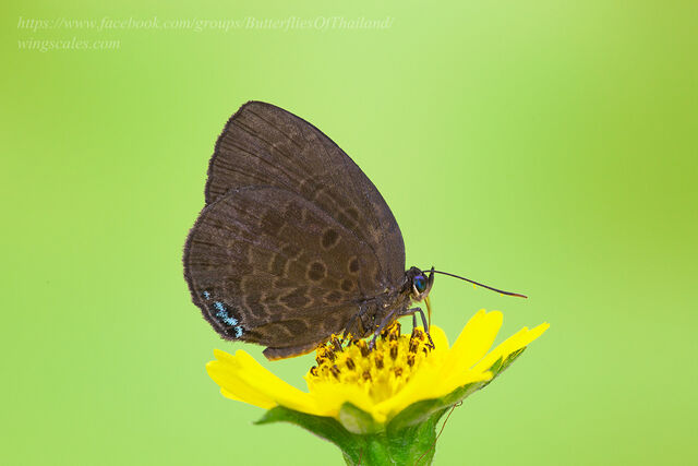 Arhopala muta maranda