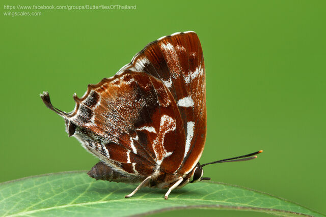 Iraota timoleon timoleon